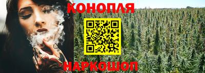 крисы Шелехов